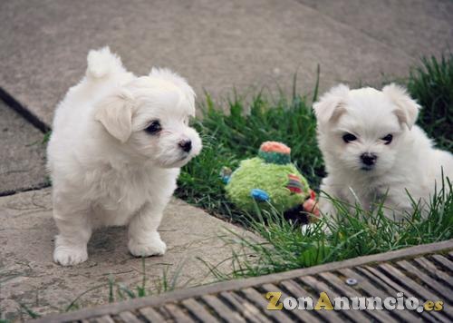 REGALO Bichon Maltes Mini Toy Para Adopcion