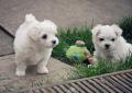 Se regala de Animales y mascotas: REGALO Bichon Maltes Mini Toy Para Adopcion