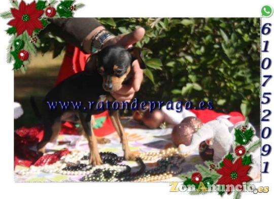 Macho Ratón de Praga de bolsillo