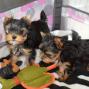 Se regala de Animales y mascotas: regalo cachorros yorkshire terrier