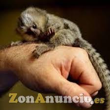 Bebé monos tití para adopción.