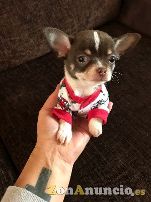 camadas pura raza Chihuahua