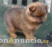 Cachorros de Pomerania para su hogar