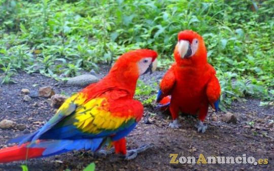 Regalamos loros guacamayos Muy bien socializados