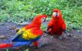Se regala de Animales y mascotas: Regalamos loros guacamayos Muy bien socializados