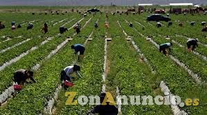 Se buscan jornaleros