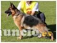Pastores Alemanes ITXASONDO