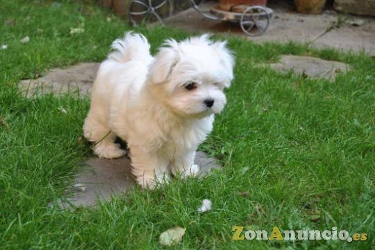 Cachorros malteses disponibles