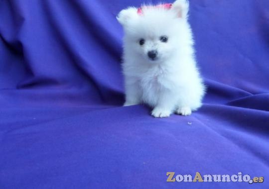 Regalo Hermosos cachorros pomeranos disponibles