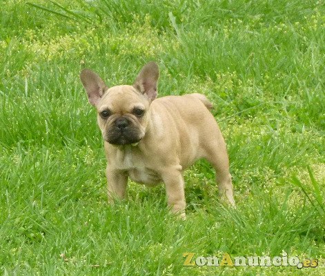 Bulldog Francés. Cachorros pura raza