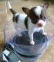 Se regala de Animales y mascotas: CHIHUAHUAS LINEA MEXICANA