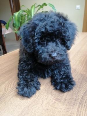Cachorrito Caniche Toy