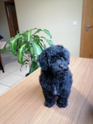 Cachorrito Caniche Toy