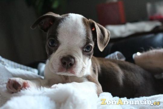 Servicio Integral Para Mascotas- hundcompany.es