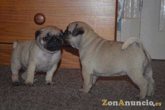 REGALO PUG CACHORROS