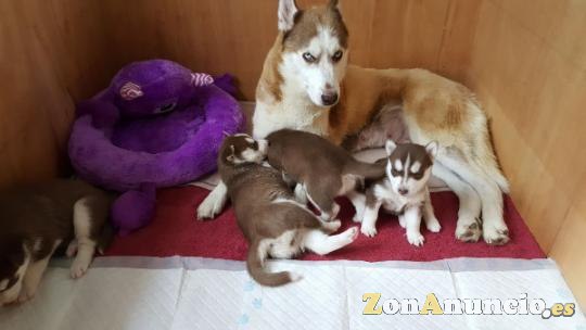 Cachorros de husky siberiano macho y hembra.