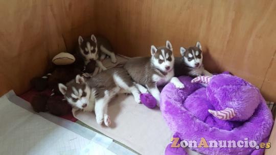 Cachorros de husky siberiano macho y hembra.