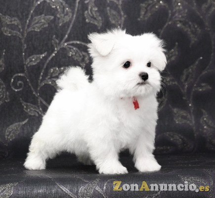 REGALO Bichon Maltes Mini Toy Para Adopcion