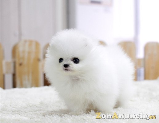 Cachorros pomeranian en adopcion