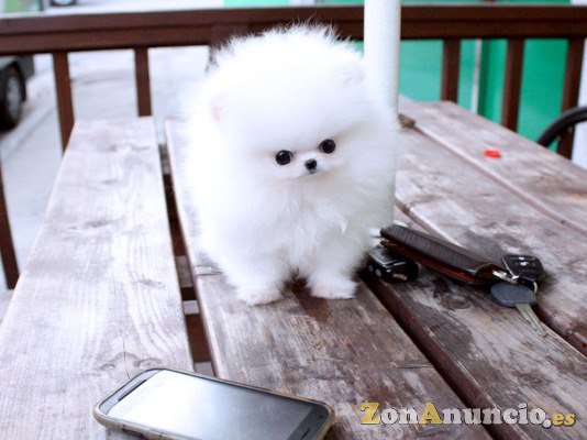 POMERANIA MINI TOY SUPER PEQUES NACIONAL