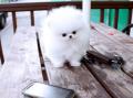 Se regala de Animales y mascotas: POMERANIA MINI TOY SUPER PEQUES NACIONAL