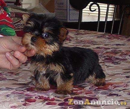 Cachorros de Yorkie Terrier para adopción