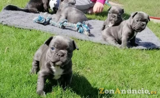 bulldog francés azul