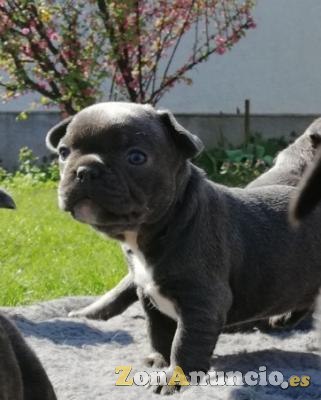 bulldog francés azul
