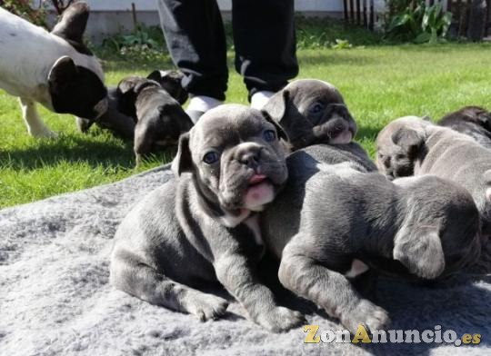 bulldog francés azul