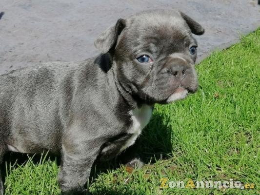bulldog francés azul